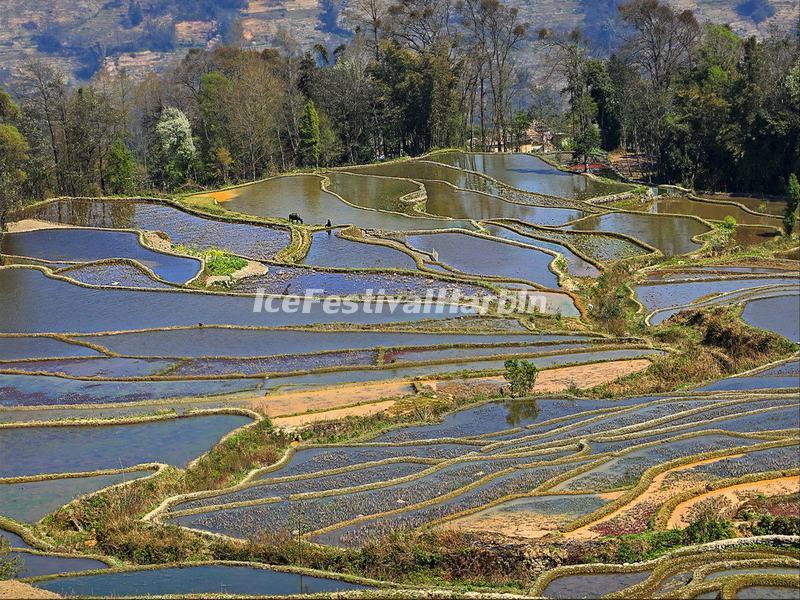 The Rice Terraces in Yuanyang Qingkou Hani Folk Village