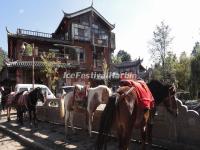 Horses for Rent in Lijiang Shuhe Ancient Town