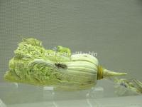 Ivory Sculpted Cabbage