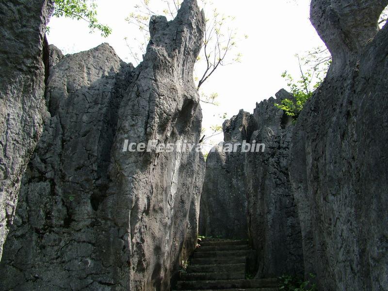 Stone Forest