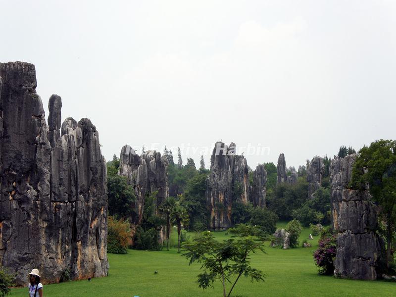 Stone Forest