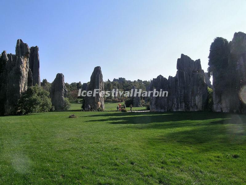 Stone Forest