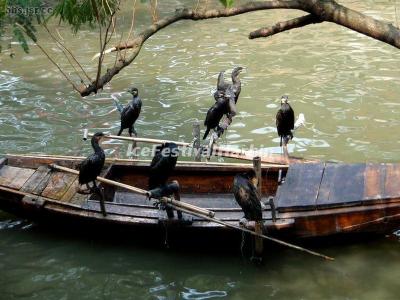 Tongli Water Town