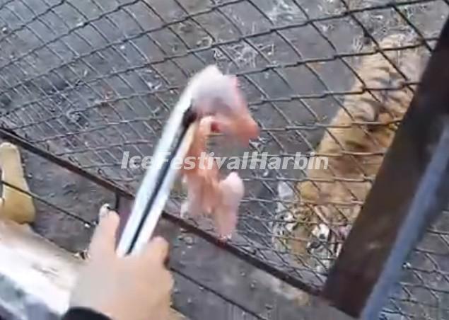 Feeding Tigers in Siberian Tiger Park