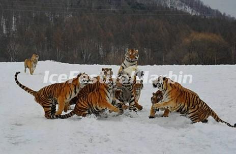 Siberian Tiger