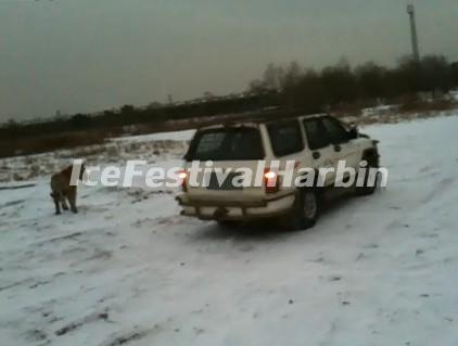 Harbin Siberian Tiger Park