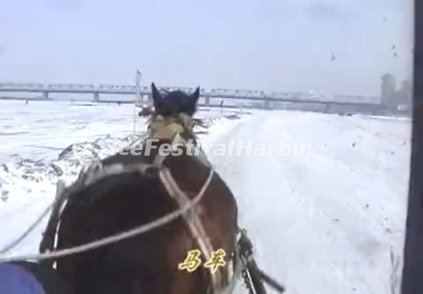 Dog Sledding in Harbin