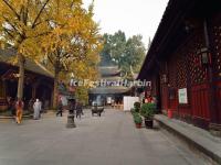 The Ginkgoes at Wenshu Temple, Chengdu