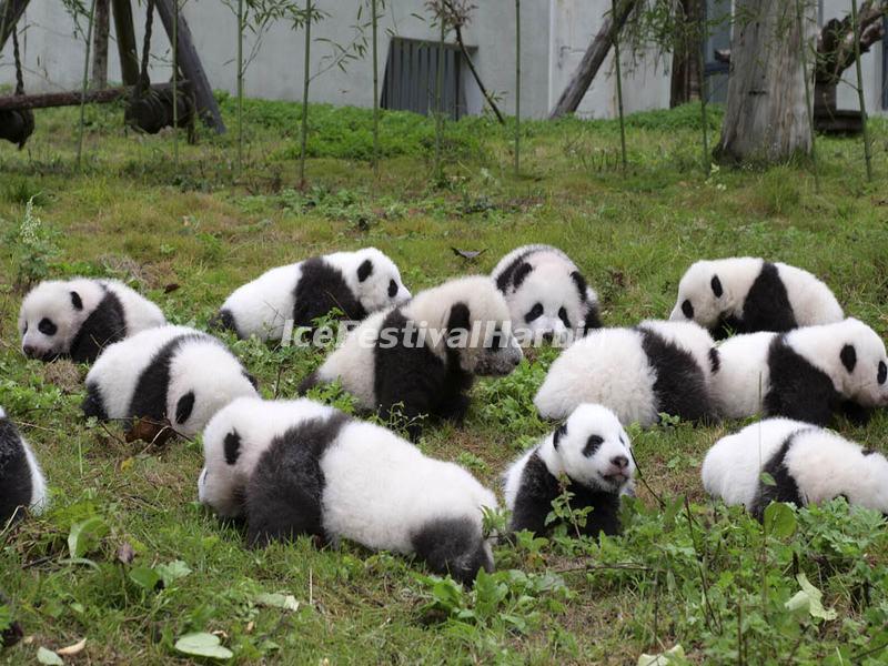 Wolong Panda China