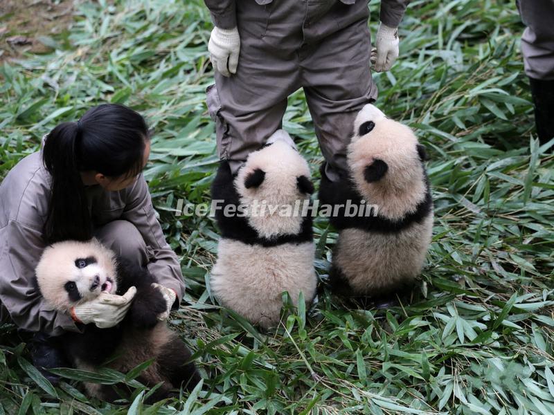 Wolong Shenshuping Panda Base