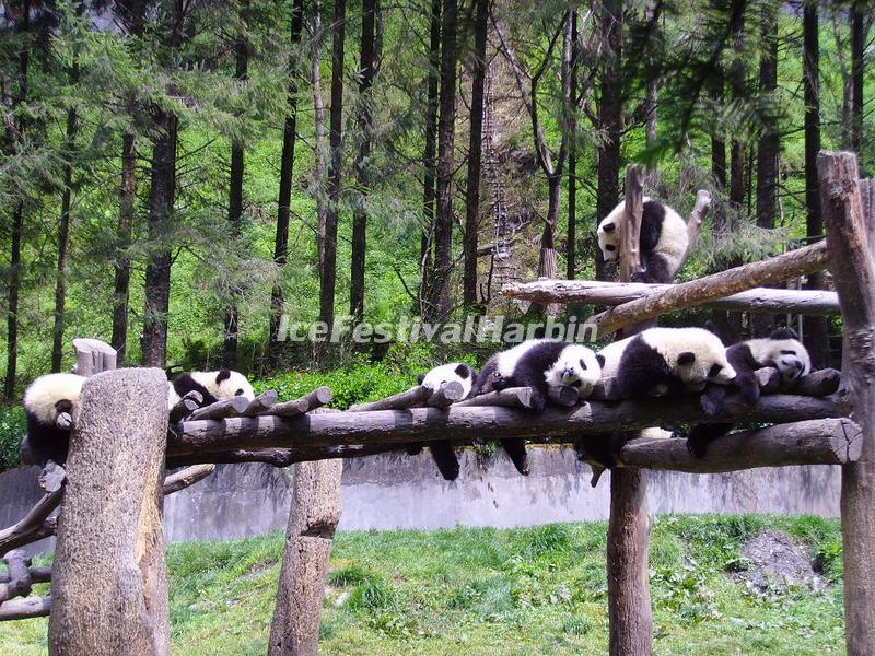 Wolong Shenshuping Panda Base