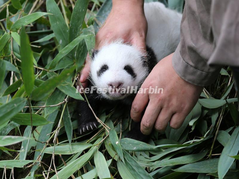 Wolong Shenshuping Panda Base