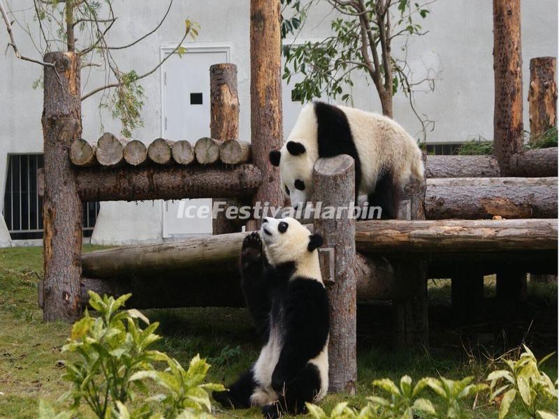 Wolong Shenshuping Panda Base