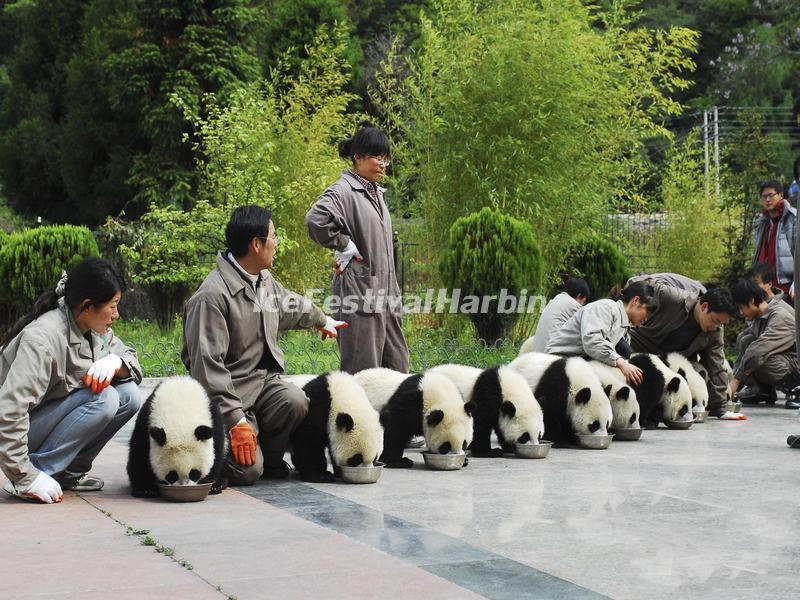 Wolong Shenshuping Panda Base
