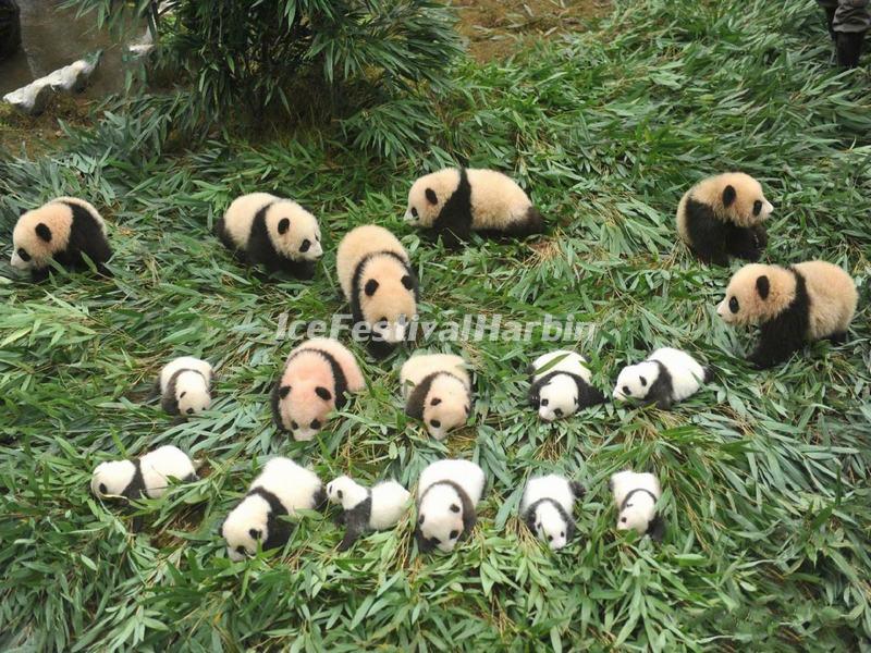 Wolong Panda Reserve