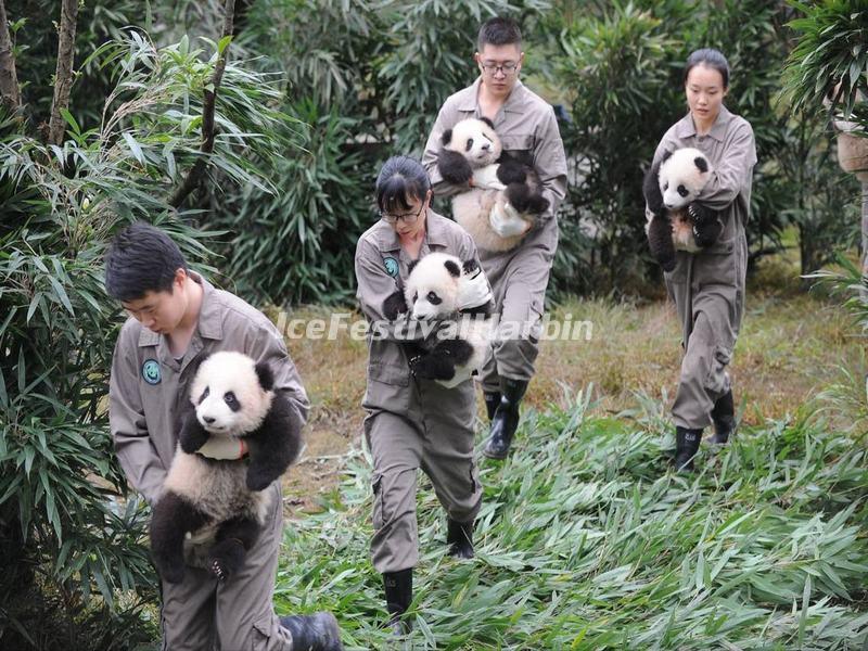 Wolong Shenshuping Panda Base
