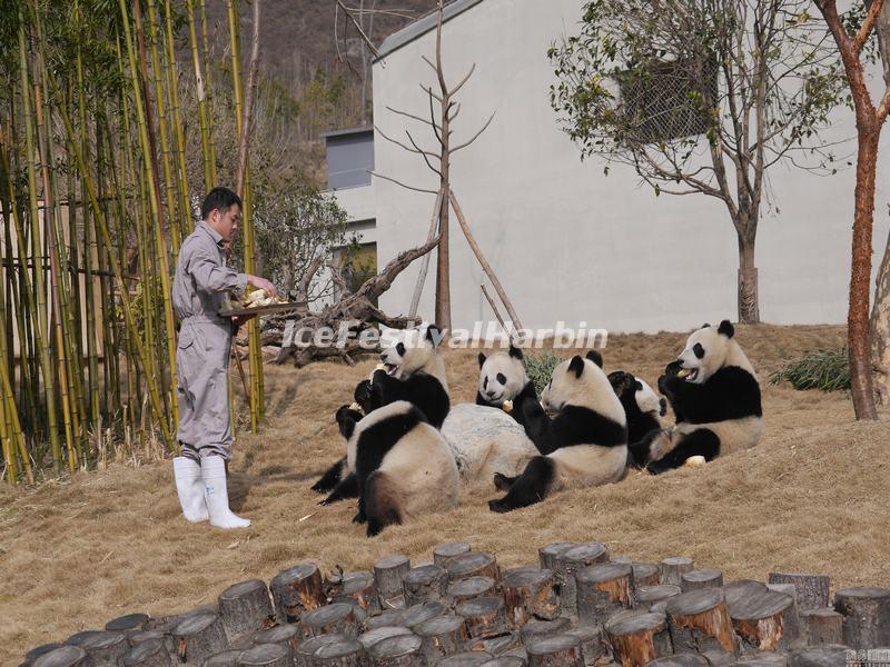 Wolong Shenshuping Panda Base