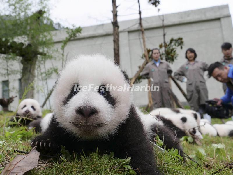 Wolong Shenshuping Panda Base