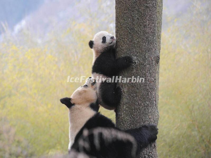 Wolong Shenshuping Panda Base