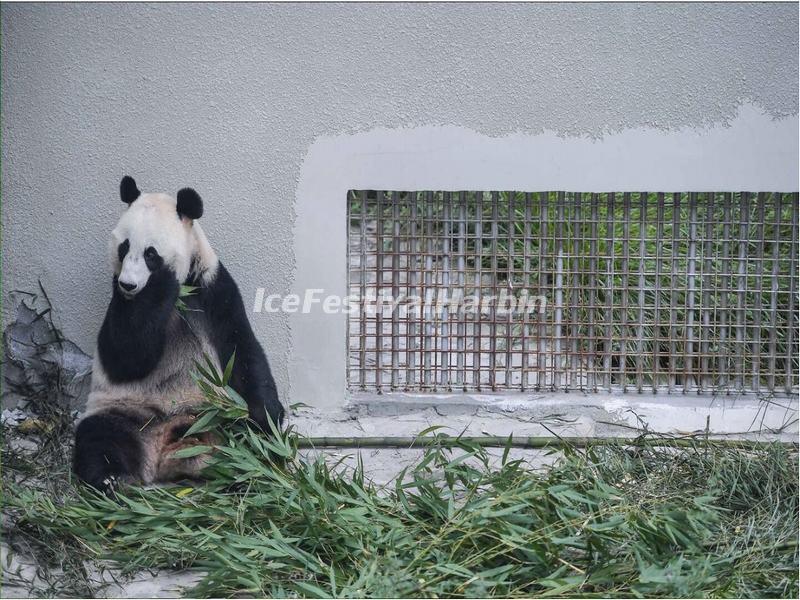 Wolong Shenshuping Panda Base