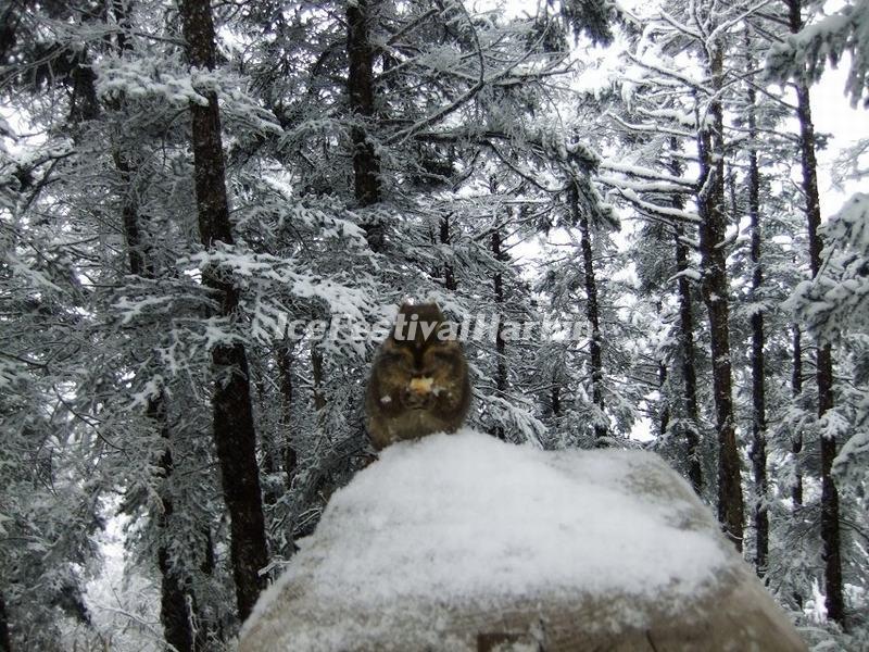 Xiling Snow Mountain Snowscape 