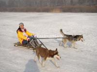Dog Sledging