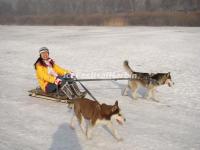 Dog Sledging in Chengdu Xiling Snow Mountain