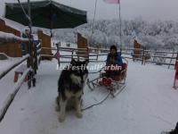 Xiling Snow Mountain Dog Sledging 