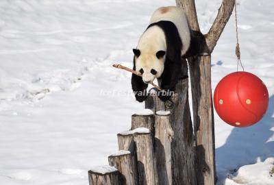 panda Youyou - Yabuli Panda House