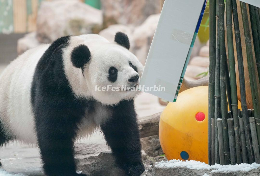 Tour Yabuli Panda House