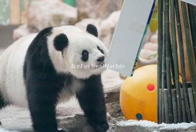 Tour Yabuli Panda House