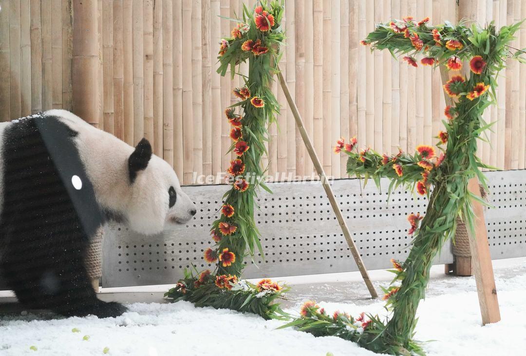 panda Sijia - Yabuli Panda House