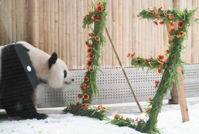 panda Sijia - Yabuli Panda House