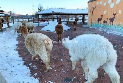 alpacas in Yabuli Panda House