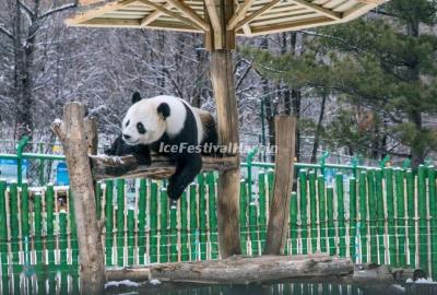 Yabuli Panda House