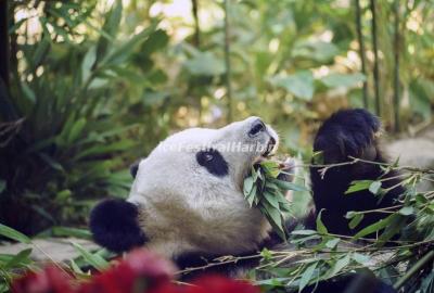 Yabuli Panda House