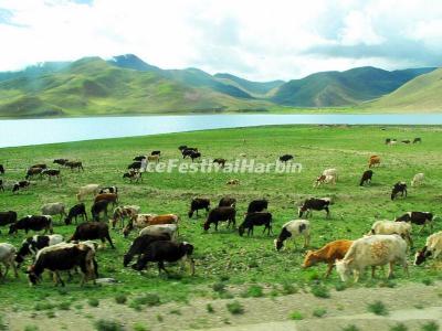 Yamdrok Lake