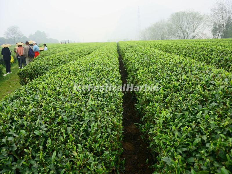 Yao Mountain Tea Plantation