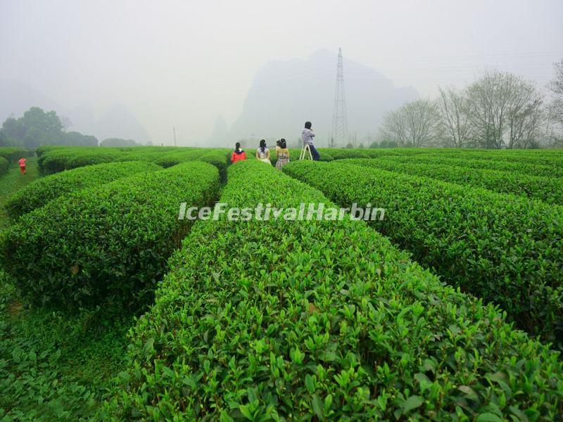 Yao Mountain Tea Plantation