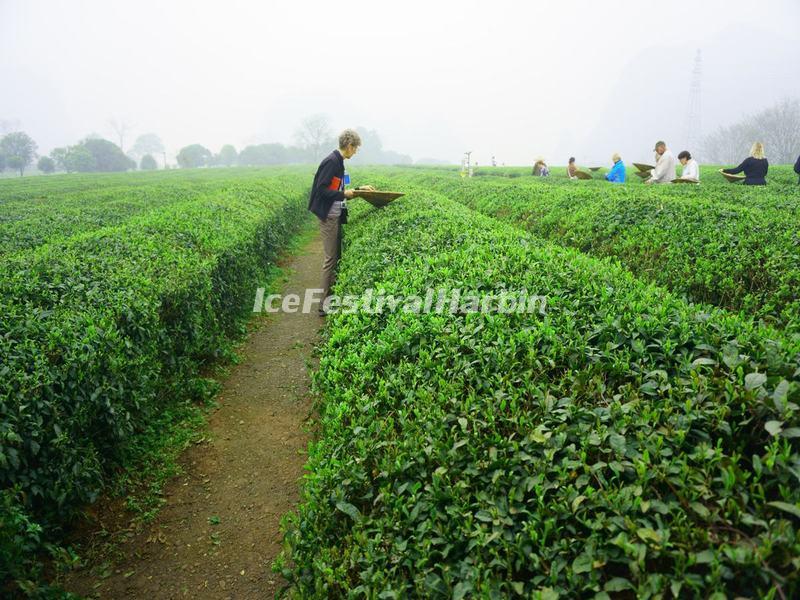 Yao Mountain Tea Plantation Guilin 
