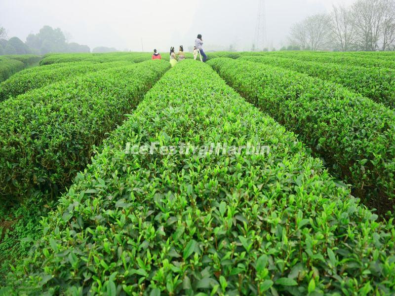 Guilin Yao Mountain Tea Plantation