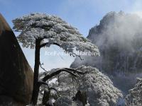 Yellow Mountain-the Pine Greeting Guests