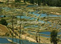 Yuanyang Rice Terraces