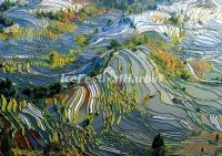 Yuanyang Tiger Mouth Rice Terraces