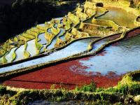 Yuanyang Rice Terraces, March