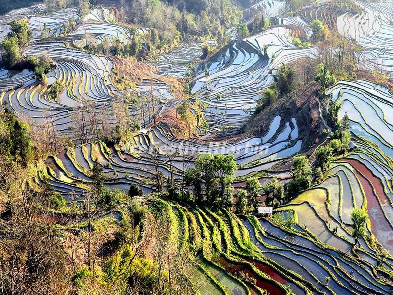 Yuanyang Rice Terraces