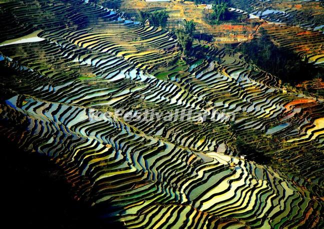 Yuanyang Rice Terraces