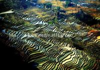 Yuanyang Laohuzui Rice Terraces