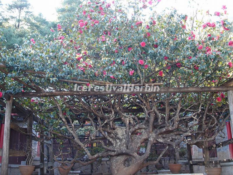 Lijiang Yufeng Lamasery Camellia Tree 