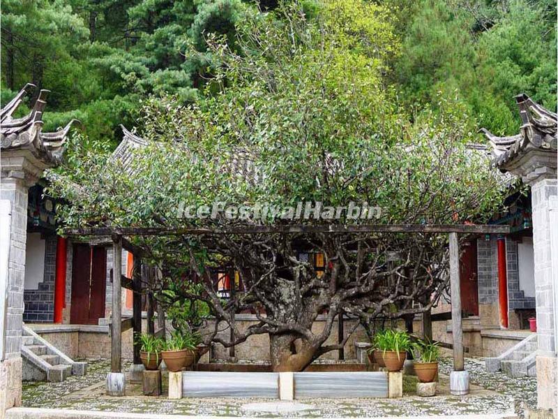 The Ancient Camellia Tree in Yufeng Lamasery